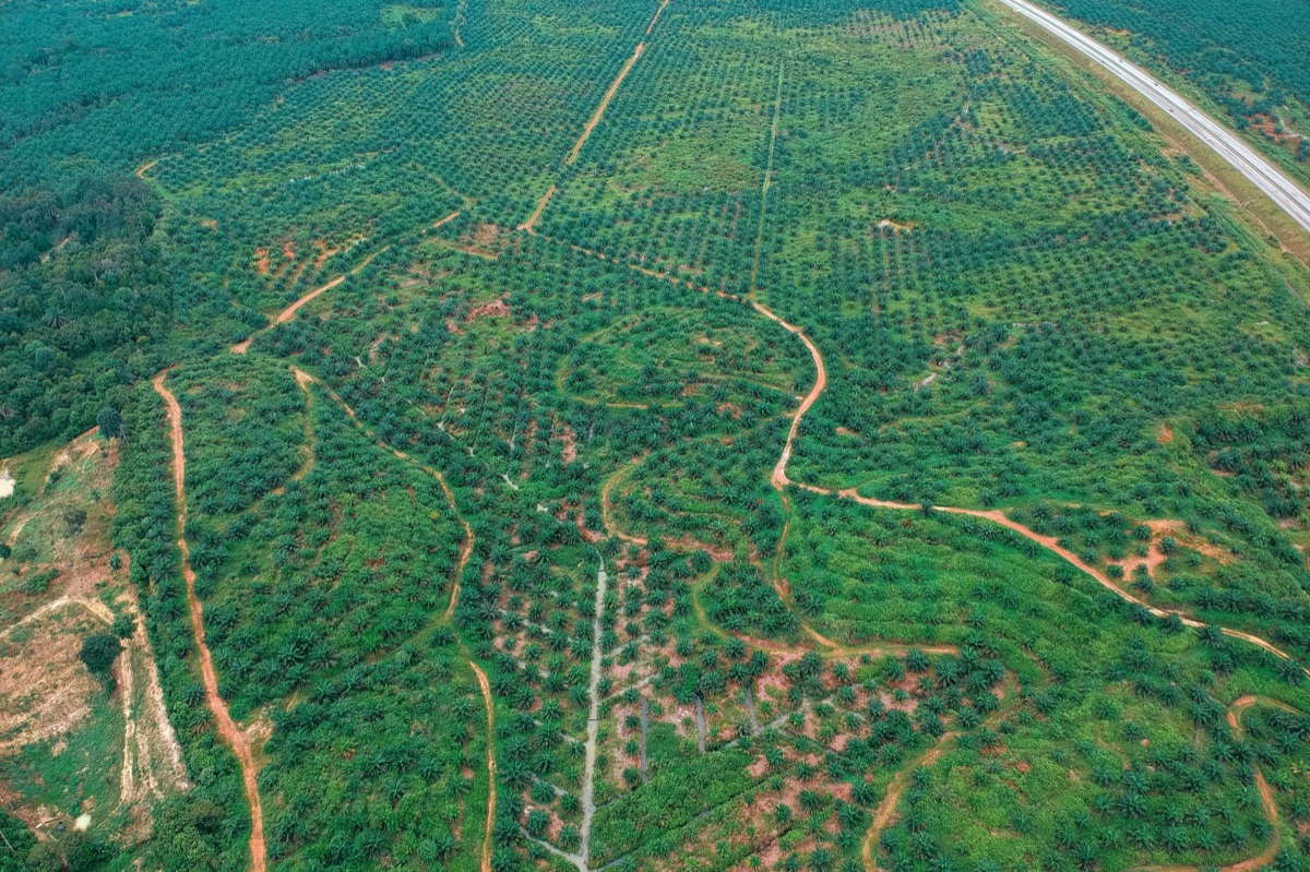 280 million ha plantation map