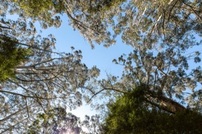 Bosques: Gestionando el uso de suelo para el futuro ecológico