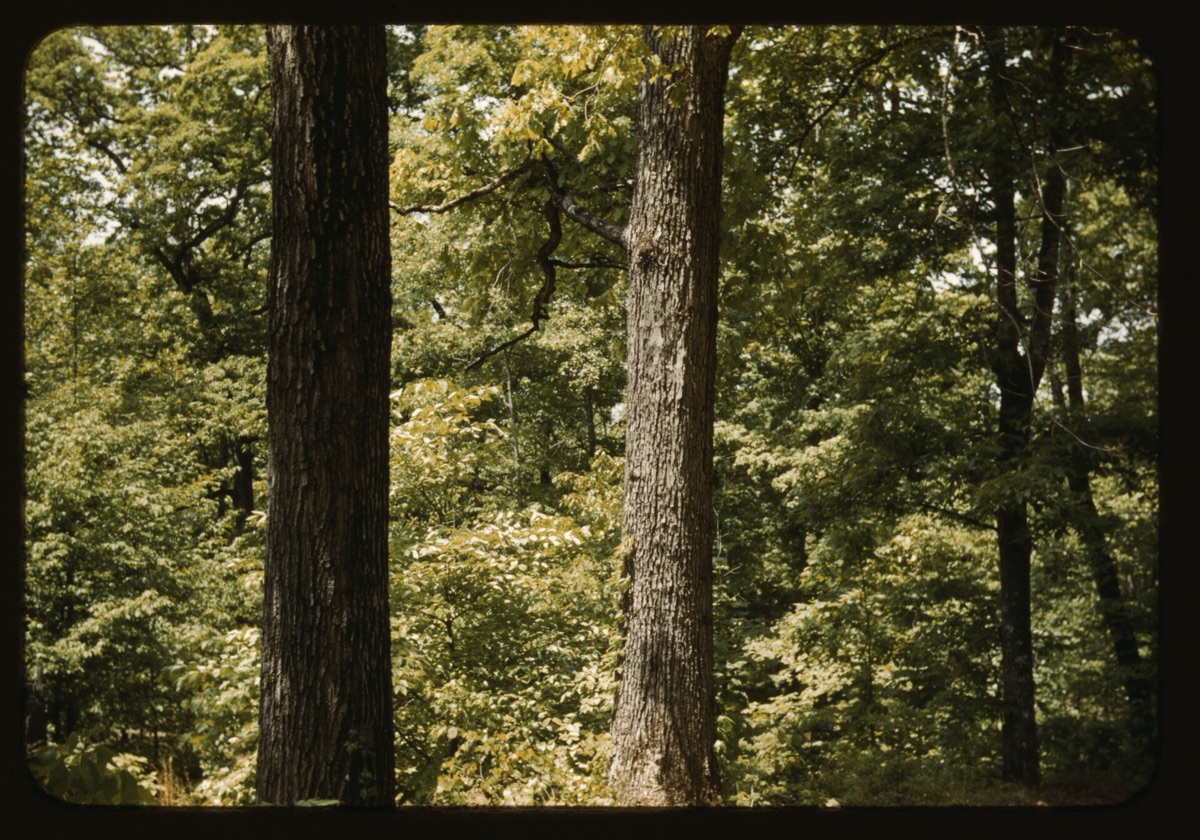 proyecto de reforestacion