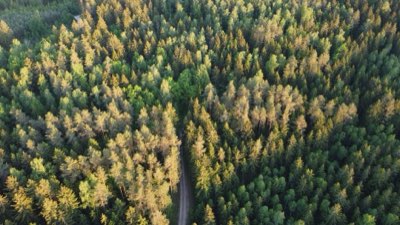 Forêts mondiales : comprendre l'équilibre et l'urgence climatique
