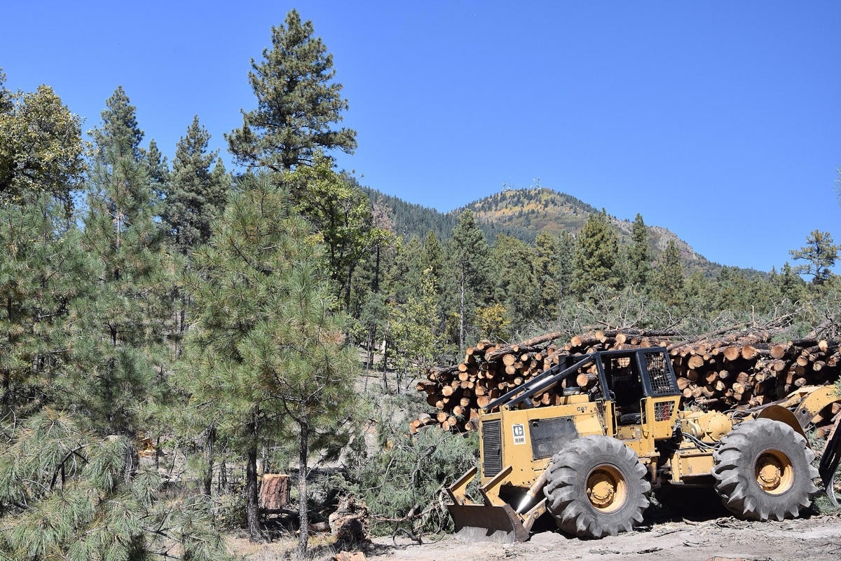 森林復元プロジェクト