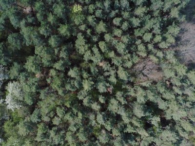 Potentieel bosherstel: 50 miljoen hectare versus 2 miljard