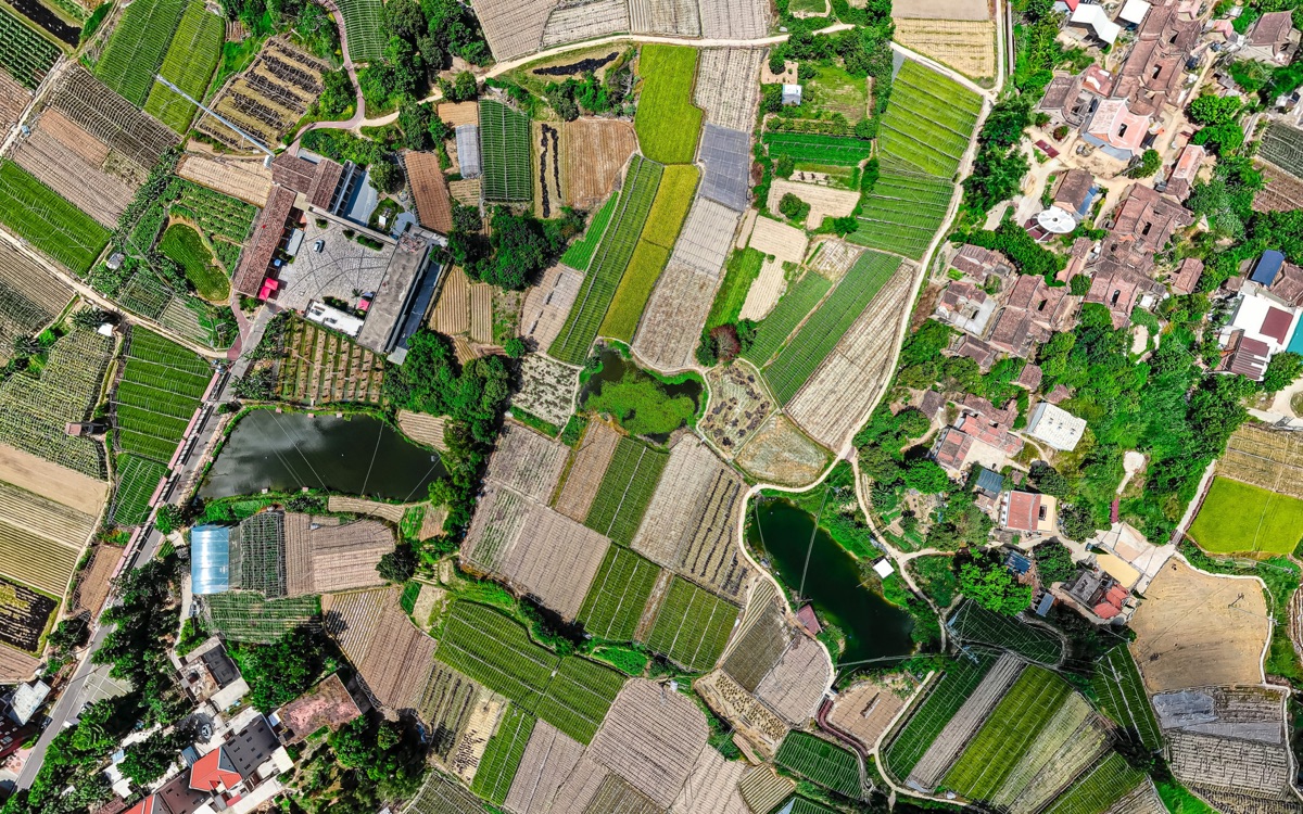 Satellite image of plantation forests expanding