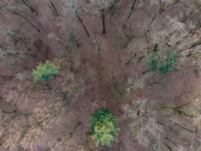 Restauração Florestal: O Potencial de 2 Bilhões de Hectares